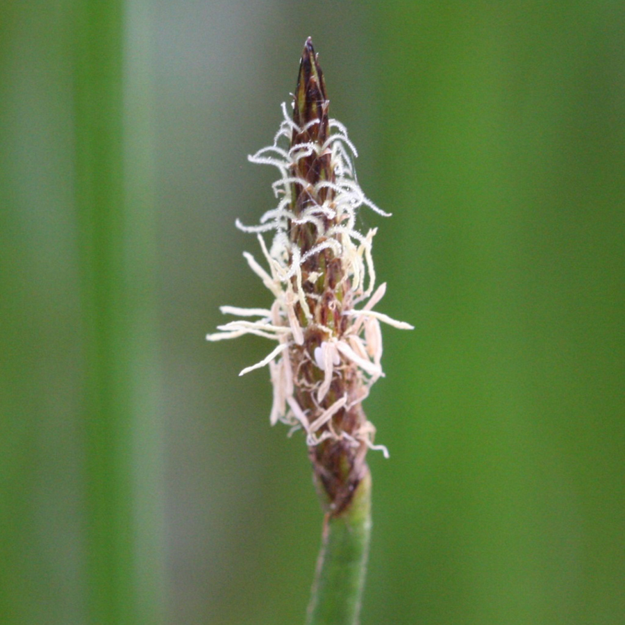 Mocsári csetkáka Eleocharis palustris